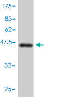 Antibody Reactive Against Recombinant Protein.Western Blot detection against Immunogen (45.54 KDa) .