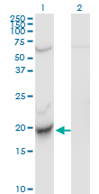 Western Blot analysis of CENPM expression in transfected 293T cell line by C22orf18 monoclonal antibody (M01), clone 4C12-2C8.Lane 1: CENPM transfected lysate (Predicted MW: 19.7 KDa).Lane 2: Non-transfected lysate.