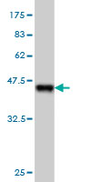 Antibody Reactive Against Recombinant Protein.Western Blot detection against Immunogen (34.43 KDa) . 