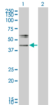 Western Blot analysis of B3GNT1 expression in transfected 293T cell line by B3GNT1 monoclonal antibody (M05), clone 1A8.Lane 1: B3GNT1 transfected lysate(46.022 KDa).Lane 2: Non-transfected lysate.