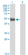 Western Blot analysis of AZIN1 expression in transfected 293T cell line by AZIN1 monoclonal antibody (M01), clone 8B9.Lane 1: AZIN1 transfected lysate(49.5 KDa).Lane 2: Non-transfected lysate.