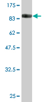 Antibody Reactive Against Recombinant Protein.Western Blot detection against Immunogen (88.77 KDa) . 