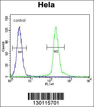UNK Antibody (N-term) (Cat. #AP11082a) flow cytometric analysis of Hela cells (right histogram) compared to a negative control cell (left histogram).FITC-conjugated goat-anti-rabbit secondary antibodies were used for the analysis.