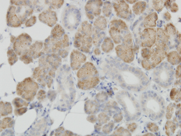 Immunoperoxidase of monoclonal antibody to COX4I2 on formalin-fixed paraffin-embedded human salivary gland. [antibody concentration 3 ug/ml]