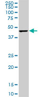 CMAS monoclonal antibody (M01), clone 5A2. Western Blot analysis of CMAS expression in PC-12 ( (Cat # AT1566a )