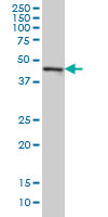 CMAS monoclonal antibody (M01), clone 5A2 Western Blot analysis of CMAS expression in Hela S3 NE ( (Cat # AT1566a )