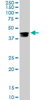 CMAS monoclonal antibody (M01), clone 5A2. Western Blot analysis of CMAS expression in Raw 264.7 ( (Cat # AT1566a )