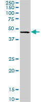 CMAS monoclonal antibody (M01), clone 5A2. Western Blot analysis of CMAS expression in NIH/3T3 ( (Cat # AT1566a )
