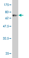 Antibody Reactive Against Recombinant Protein.Western Blot detection against Immunogen (73.92 KDa) . 