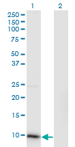 Western Blot analysis of CKS2 expression in transfected 293T cell line by CKS2 monoclonal antibody (M01), clone 2H5-2C4.Lane 1: CKS2 transfected lysate(9.9 KDa).Lane 2: Non-transfected lysate.