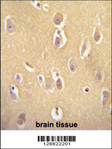OR13J1 antibody (C-term) (Cat. #AP11061b) immunohistochemistry analysis in formalin fixed and paraffin embedded human brain tissue followed by peroxidase conjugation of the secondary antibody and DAB staining. This data demonstrates the use of the OR13J1 antibody (C-term) for immunohistochemistry. Clinical relevance has not been evaluated.