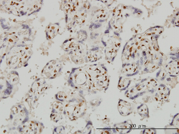 Immunoperoxidase of monoclonal antibody to FOXR2 on formalin-fixed paraffin-embedded human placenta. [antibody concentration 3 ug/ml]