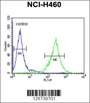 C2orf51 Antibody (Center) (Cat. #AP11056c) flow cytometric analysis of NCI-H460 cells (right histogram) compared to a negative control cell (left histogram).FITC-conjugated goat-anti-rabbit secondary antibodies were used for the analysis.
