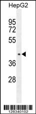 CCDC17 Antibody (C-term) (Cat. #AP11038b) western blot analysis in HepG2 cell line lysates (35ug/lane).This demonstrates the CCDC17 antibody detected the CCDC17 protein (arrow).