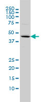 FBXO25 monoclonal antibody (M01), clone 2F1 Western Blot analysis of FBXO25 expression in COLO 320 HSR ( (Cat # AT2018a )
