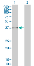 Western Blot analysis of FBXO25 expression in transfected 293T cell line by FBXO25 monoclonal antibody (M01), clone 2F1.Lane 1: FBXO25 transfected lysate(43 KDa).Lane 2: Non-transfected lysate.