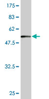 Antibody Reactive Against Recombinant Protein.Western Blot detection against Immunogen (57.86 KDa) . 