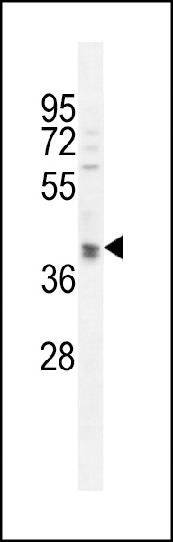OTUD3 Antibody (Center) (Cat. #AP11031c) western blot analysis in U251 cell line lysates (35ug/lane).This demonstrates the OTUD3 antibody detected the OTUD3 protein (arrow).
