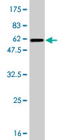 Antibody Reactive Against Recombinant Protein.Western Blot detection against Immunogen (56.1 KDa) . 