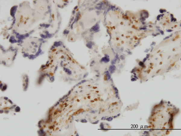 Immunoperoxidase of monoclonal antibody to EXOSC8 on formalin-fixed paraffin-embedded human placenta. [antibody concentration 3 ug/ml]