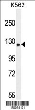 TMCO7 Antibody (C-term) (Cat. #AP11022b) western blot analysis in K562 cell line lysates (35ug/lane).This demonstrates the TMCO7 antibody detected the TMCO7 protein (arrow).