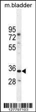 C17orf59 Antibody (Center) (Cat. #AP11018c) western blot analysis in mouse bladder tissue lysates (35ug/lane).This demonstrates the C17orf59 antibody detected the C17orf59 protein (arrow).