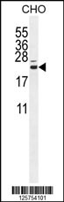 CP013 Antibody (N-term) (Cat. #AP11012a) western blot analysis in CHO cell line lysates (35ug/lane).This demonstrates the CP013 antibody detected the CP013 protein (arrow).
