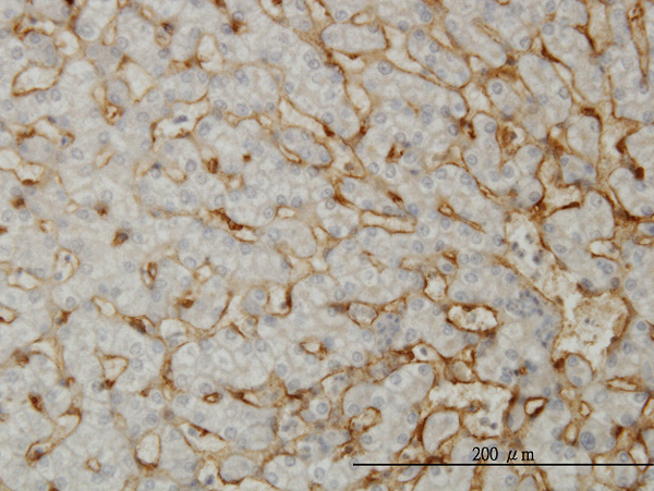 Immunoperoxidase of monoclonal antibody to EHD3 on formalin-fixed paraffin-embedded human liver. [antibody concentration 3 ug/ml]