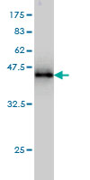 Antibody Reactive Against Recombinant Protein.Western Blot detection against Immunogen (44.44 KDa) . 