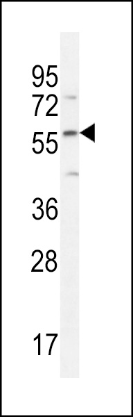 DMP4 Antibody (C-term) (Cat. #AP10983b) western blot analysis in HepG2 cell line lysates (35ug/lane).This demonstrates the DMP4 antibody detected the DMP4 protein (arrow).