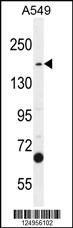 TDRD7 Antibody (C-term) (Cat. #AP10982b) western blot analysis in A549 cell line lysates (35ug/lane).This demonstrates the TDRD7 antibody detected the TDRD7 protein (arrow).