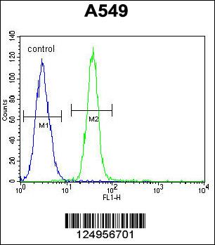 TDRD7 Antibody (C-term) (Cat. #AP10982b) flow cytometric analysis of A549 cells (right histogram) compared to a negative control cell (left histogram).FITC-conjugated goat-anti-rabbit secondary antibodies were used for the analysis.