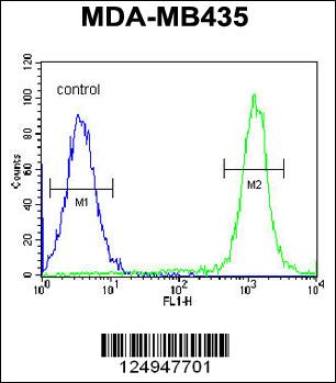 CA026 Antibody (N-term) (Cat. #AP10980a) flow cytometric analysis of MDA-MB435 cells (right histogram) compared to a negative control cell (left histogram).FITC-conjugated goat-anti-rabbit secondary antibodies were used for the analysis.