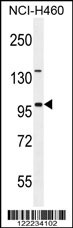 ITIH5 Antibody (C-term) (Cat. #AP10965b) western blot analysis in NCI-H460 cell line lysates (35ug/lane).This demonstrates the ITIH5 antibody detected the ITIH5 protein (arrow).