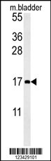 CCL4 Antibody (Center) (Cat. #AP10172b) western blot analysis in mouse bladder tissue lysates (15ug/lane).This demonstrates the CCL4 antibody detected CCL4 protein (arrow).