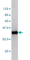 Antibody Reactive Against Recombinant Protein.Western Blot detection against Immunogen (36.63 KDa) . 