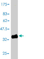 Antibody Reactive Against Recombinant Protein.Western Blot detection against Immunogen (33.99 KDa) . 