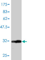 Antibody Reactive Against Recombinant Protein.Western Blot detection against Immunogen (33.99 KDa) . 