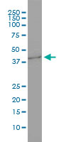GNB3 monoclonal antibody (M01), clone M1-1-1D5 Western Blot analysis of GNB3 expression in HepG2 ( Cat # L019V1 ).