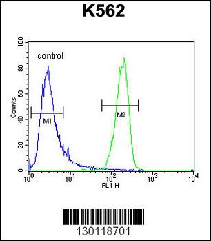 ATP8A2 Antibody (N-term) (Cat. #AP10934a) flow cytometric analysis of K562 cells (right histogram) compared to a negative control cell (left histogram).FITC-conjugated goat-anti-rabbit secondary antibodies were used for the analysis.