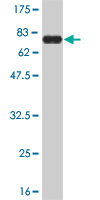 Antibody Reactive Against Recombinant Protein.Western Blot detection against Immunogen (72.27 KDa) . 
