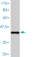 Antibody Reactive Against Recombinant Protein.Western Blot detection against Immunogen (36.96 KDa) . 