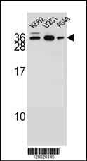 AMN1 Antibody (N-term) (Cat. #AP10901a) western blot analysis in K562,U251,A549 cell line lysates (35ug/lane).This demonstrates the AMN1 antibody detected the AMN1 protein (arrow).
