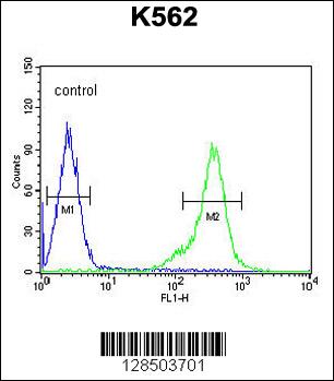 TEX13B Antibody (C-term) (Cat. #AP10895b) flow cytometric analysis of K562 cells (right histogram) compared to a negative control cell (left histogram).FITC-conjugated goat-anti-rabbit secondary antibodies were used for the analysis.