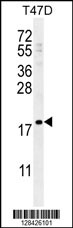 LCE1A Antibody (C-term) (Cat. #AP10891b) western blot analysis in T47D cell line lysates (35ug/lane).This demonstrates the LCE1A antibody detected the LCE1A protein (arrow).