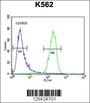 MCART2 Antibody (N-term) (Cat. #AP10890a) flow cytometric analysis of K562 cells (right histogram) compared to a negative control cell (left histogram).FITC-conjugated goat-anti-rabbit secondary antibodies were used for the analysis.