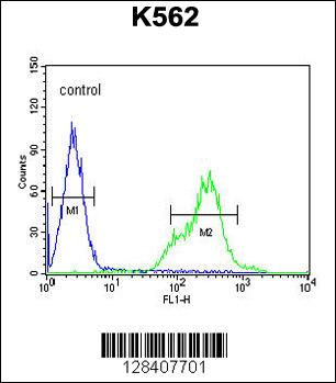 KCNH4 Antibody (N-term) (Cat. #AP10887a) flow cytometric analysis of K562 cells (right histogram) compared to a negative control cell (left histogram).FITC-conjugated goat-anti-rabbit secondary antibodies were used for the analysis.