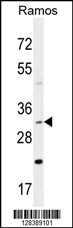 DNAJB13 Antibody (Center) (Cat. #AP10884c) western blot analysis in Ramos cell line lysates (35ug/lane).This demonstrates the DNAJB13 antibody detected the DNAJB13 protein (arrow).