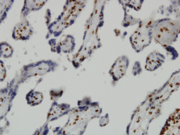 Immunoperoxidase of monoclonal antibody to JMJD1C on formalin-fixed paraffin-embedded human placenta. [antibody concentration 3 ug/ml]