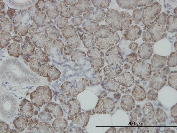 Immunoperoxidase of monoclonal antibody to ITM1 on formalin-fixed paraffin-embedded human salivary gland. [antibody concentration 3 ug/ml]